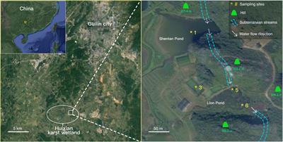 Influence of Environmental Factors on the Variability of Archaeal Communities in a Karst Wetland